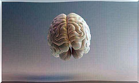 Brodmann areas: characteristics and functions