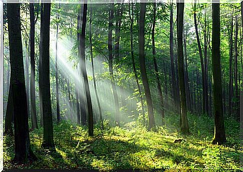 A forest and sunlight