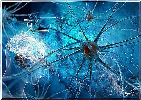 Neurons and the brain