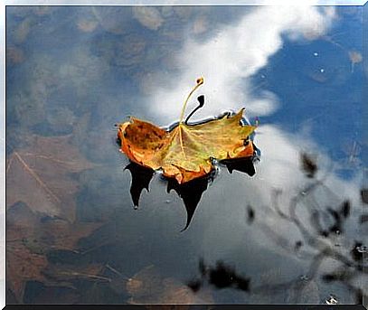 Leaf on water