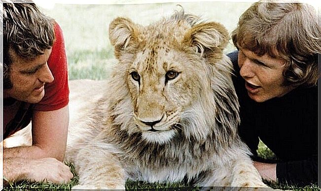 The moving story of Christian the lion