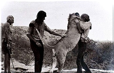 The farewell of Christian the lion and his human friends