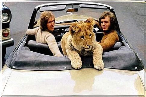 Christian the lion in the car